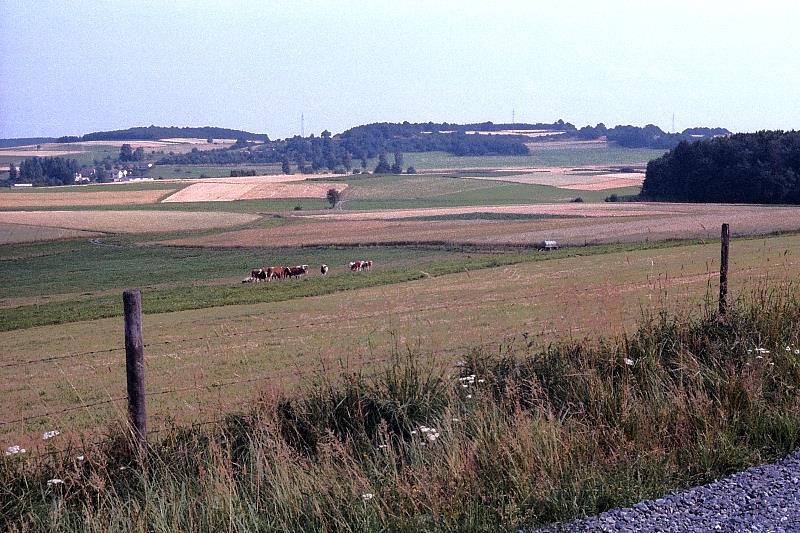 Klein-Eichen
