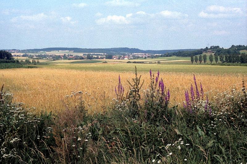 Klein-Eichen