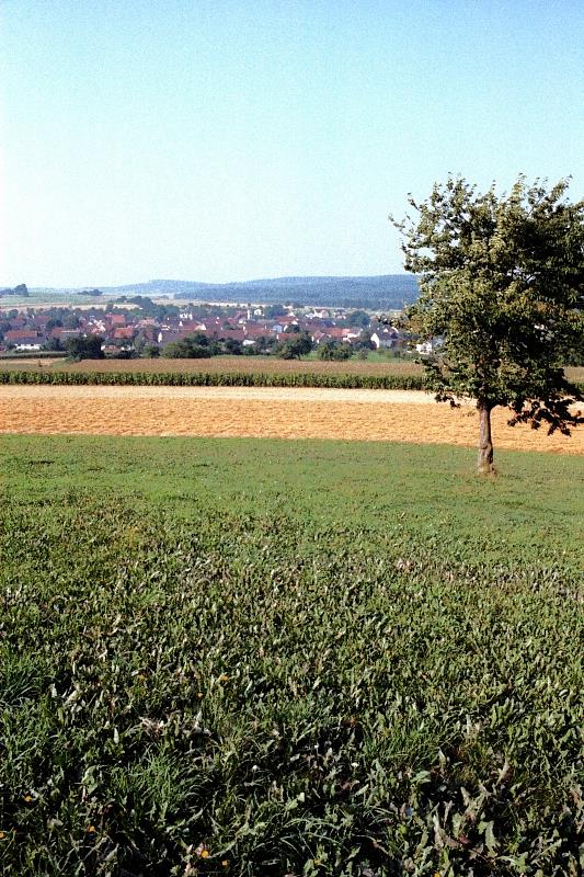 Klein-Eichen