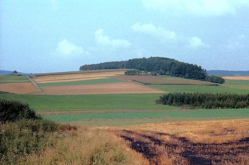Klein-Eichen