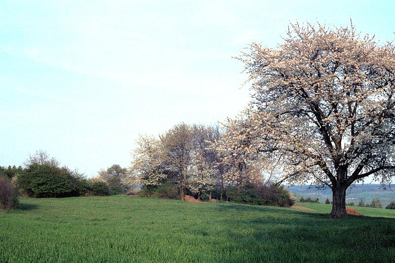 Klein-Eichen