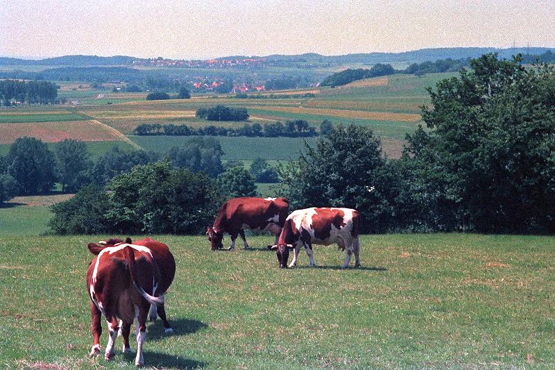 Klein-Eichen