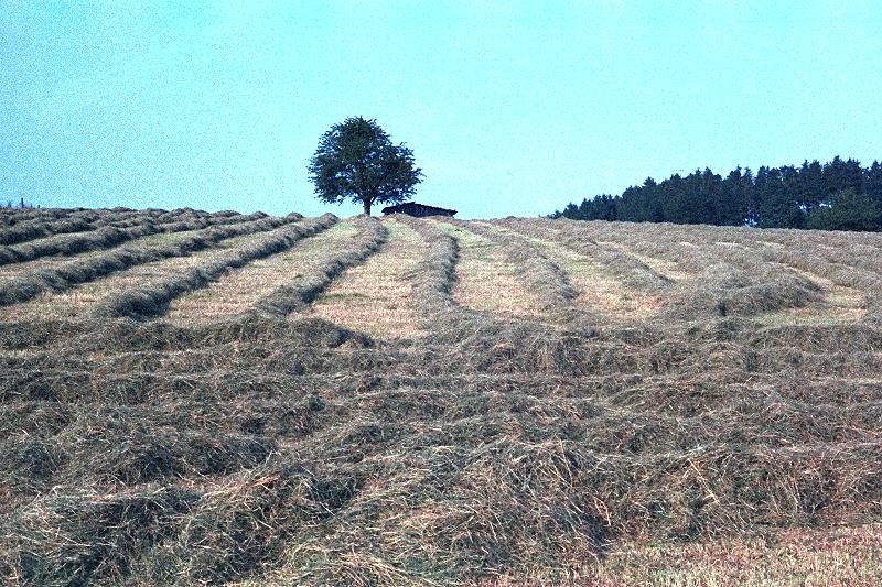 Klein-Eichen