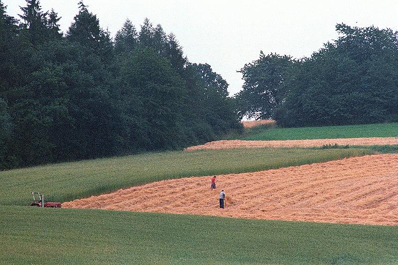 Klein-Eichen
