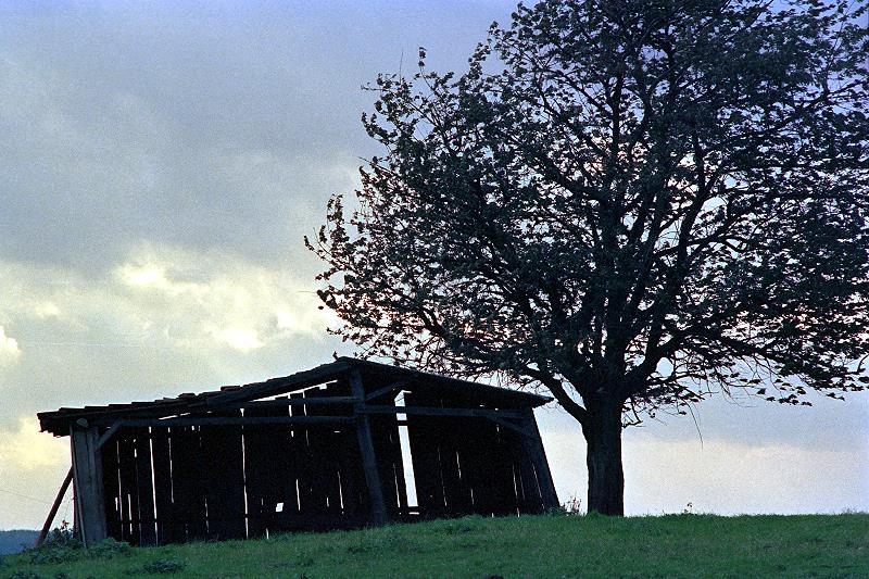 Klein-Eichen
