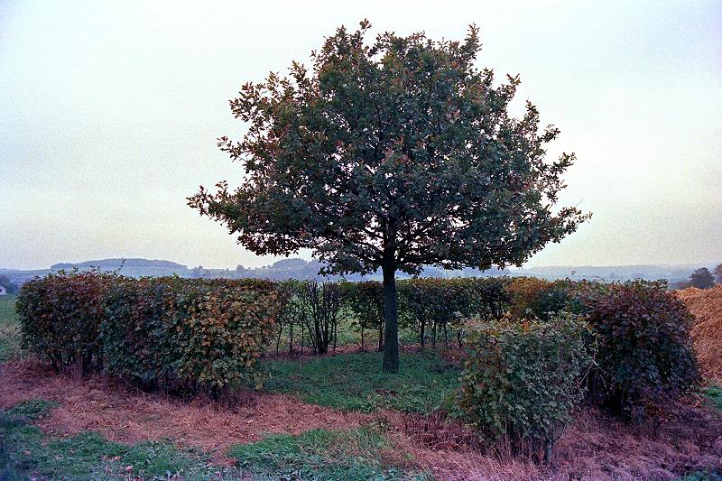 Lardenbach