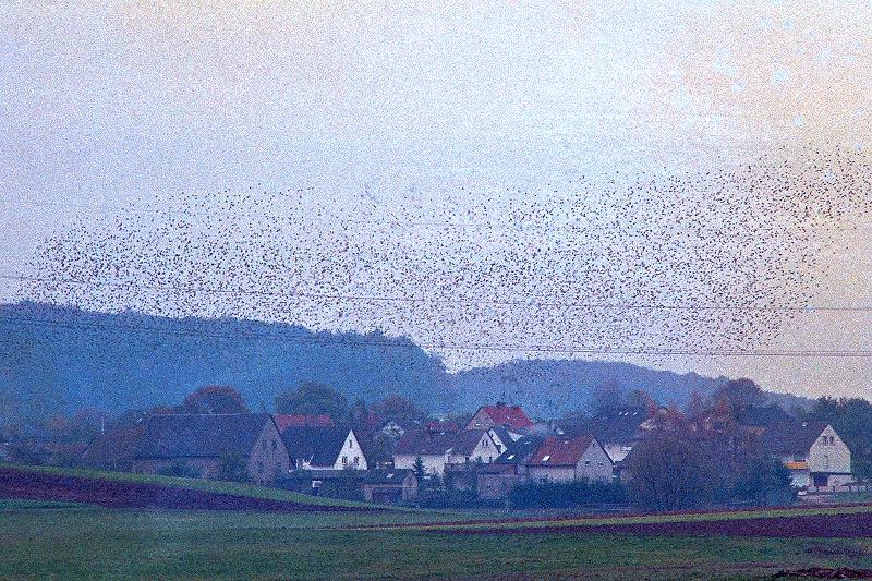 Klein-Eichen
