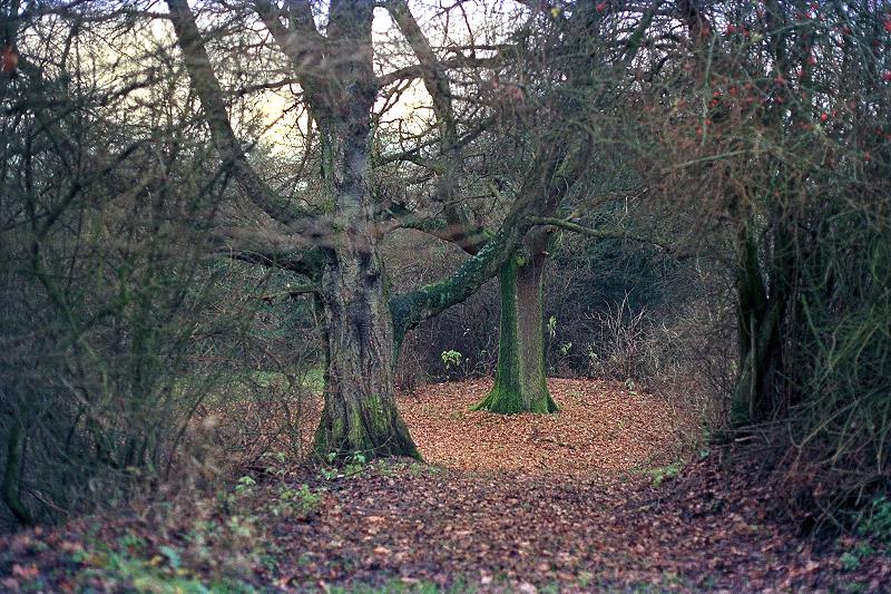 Klein-Eichen