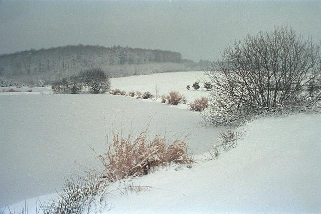 Klein-Eichen