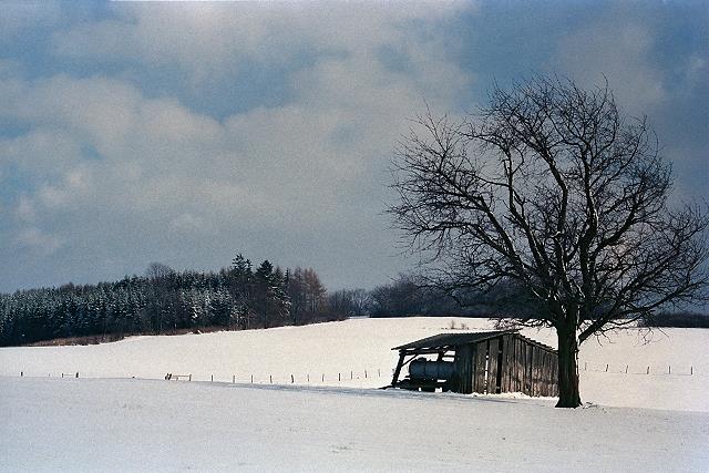 Klein-Eichen