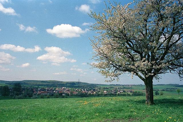 Klein-Eichen