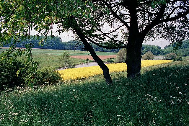 Klein-Eichen