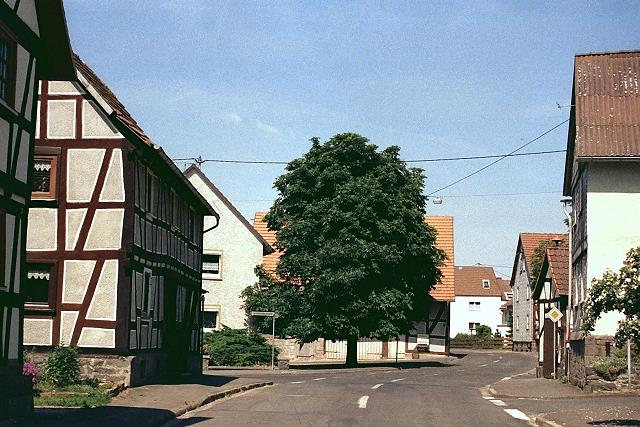 Klein-Eichen