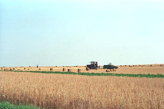 Klein-Eichen