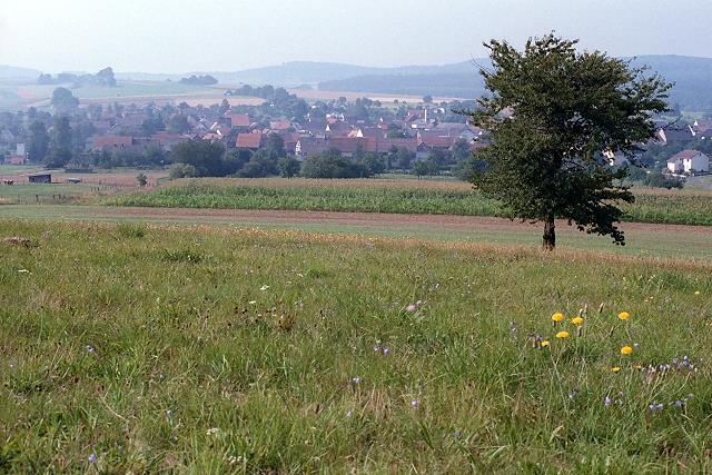 Klein-Eichen