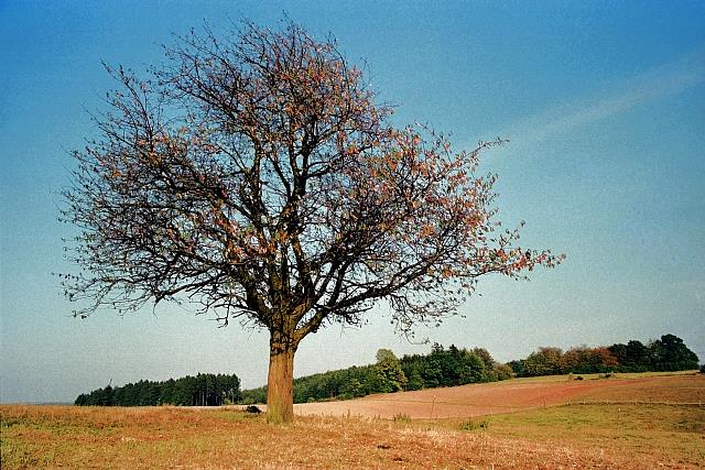 Klein-Eichen