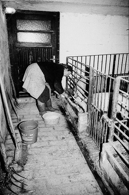 Klein-Eichen