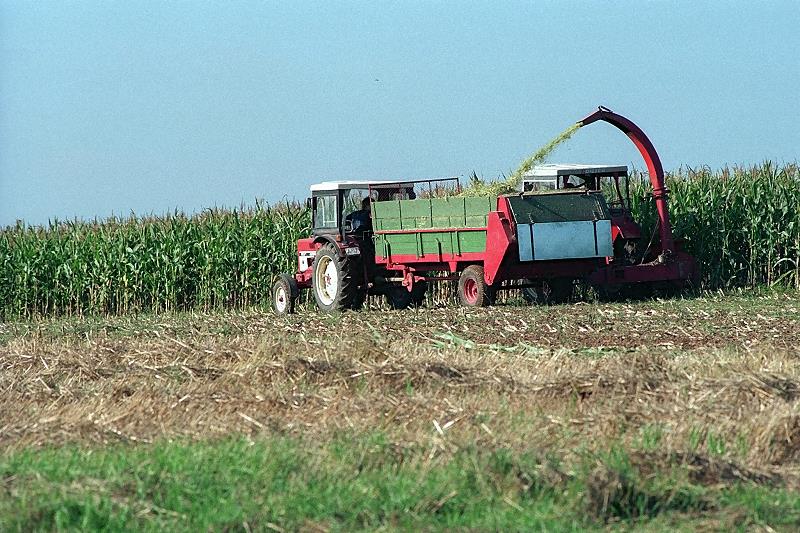 Klein_Eichen
