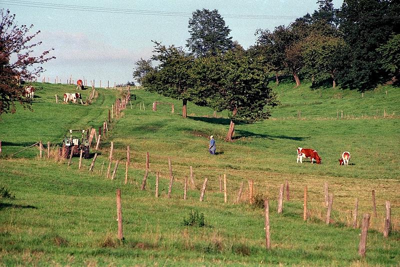 Klein_Eichen