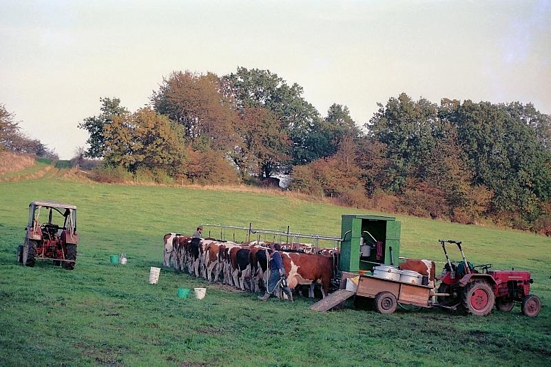 Klein-Eichen