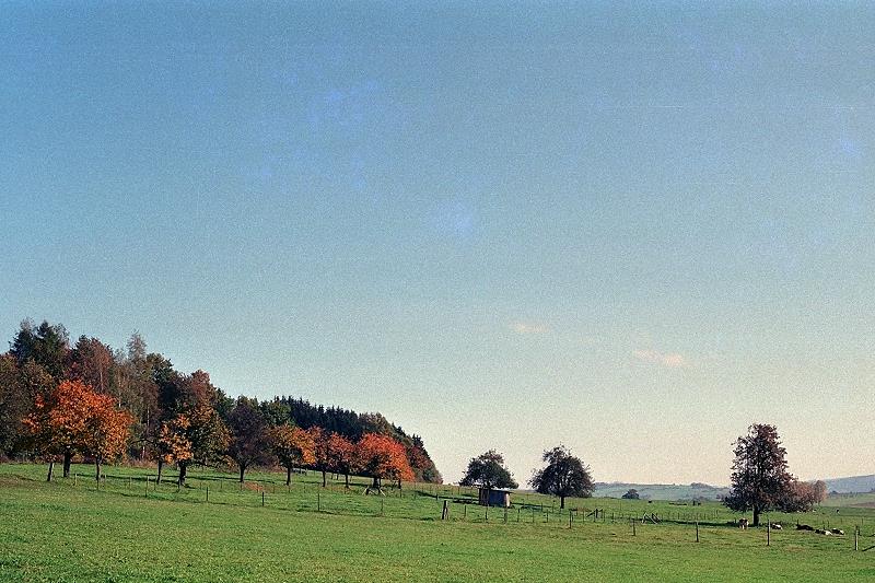 Klein-Eichen