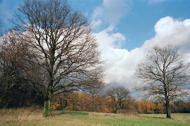 Klein-Eichen