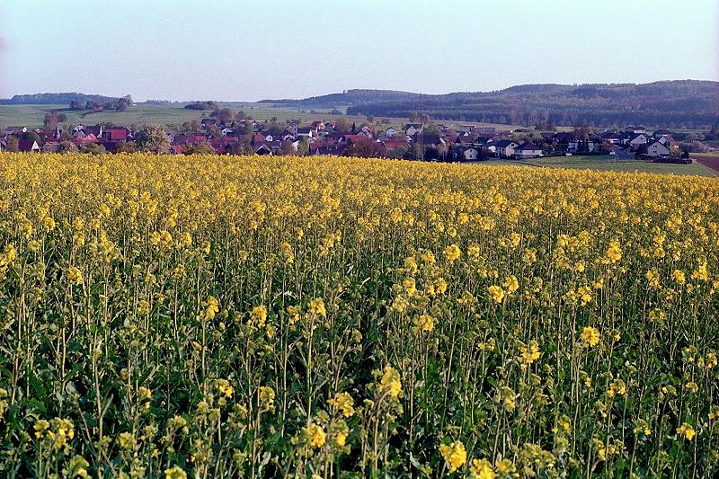 Klein-Eichen