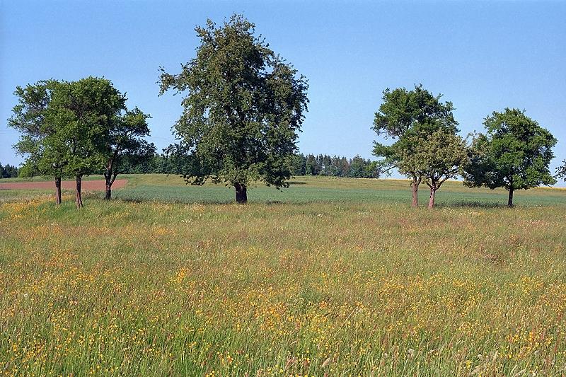 Klein-Eichen