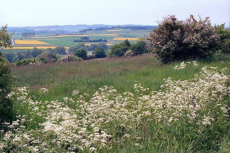 Klein-Eichen