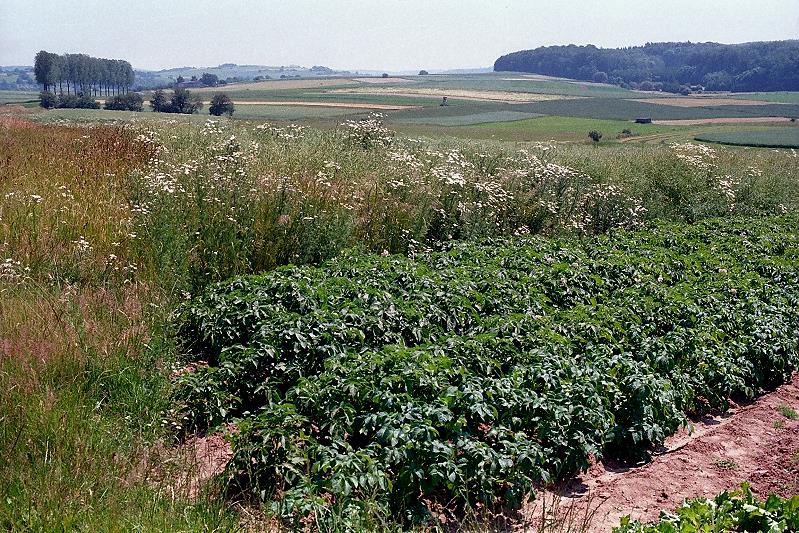 Klein-Eichen