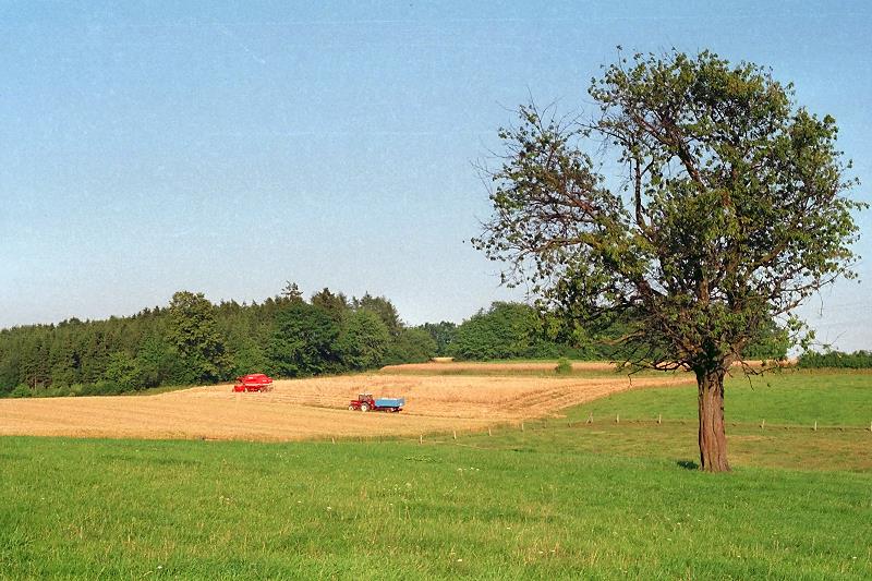 Klein-Eichen