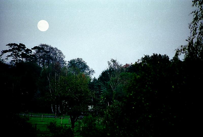 Klein-Eichen