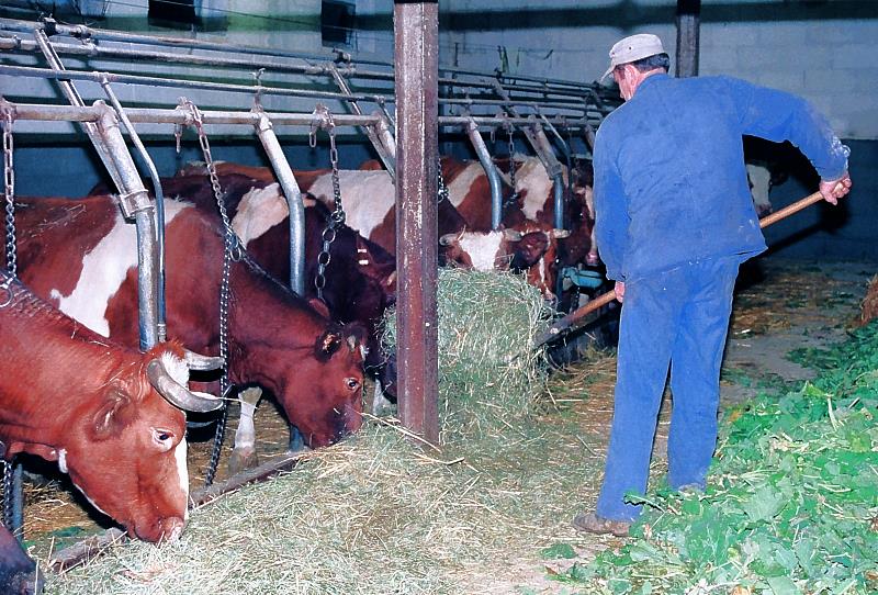 Klein-Eichen