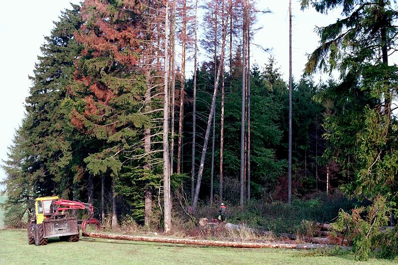Klein-Eichen
