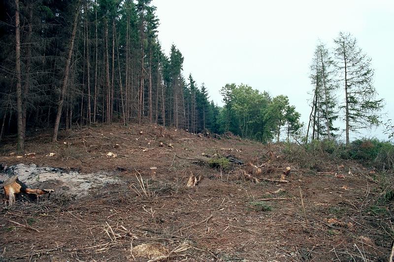 Klein-Eichen