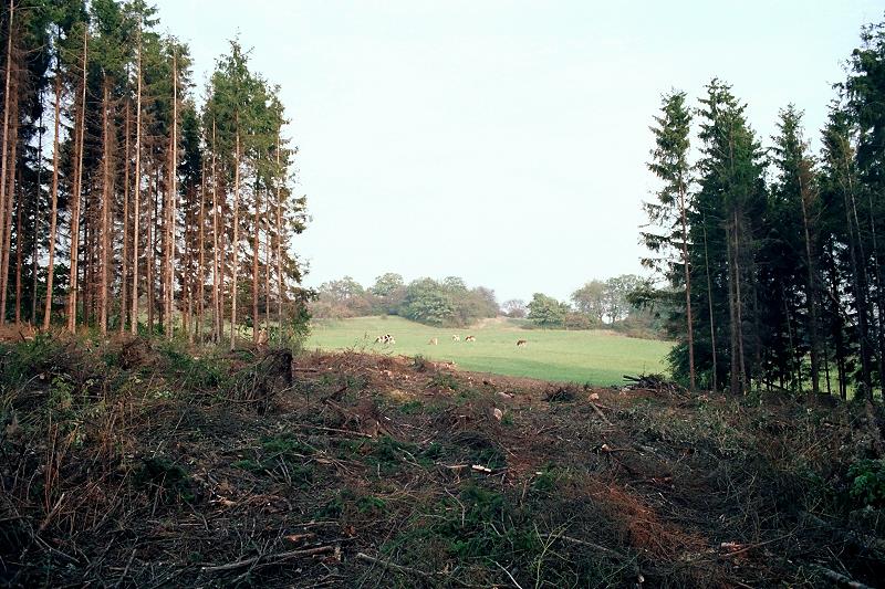 Klein-Eichen