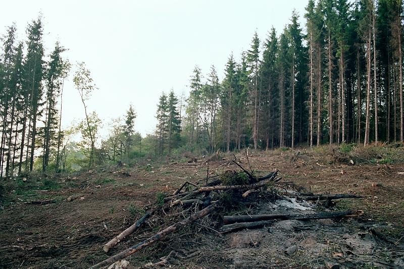 Klein-Eichen