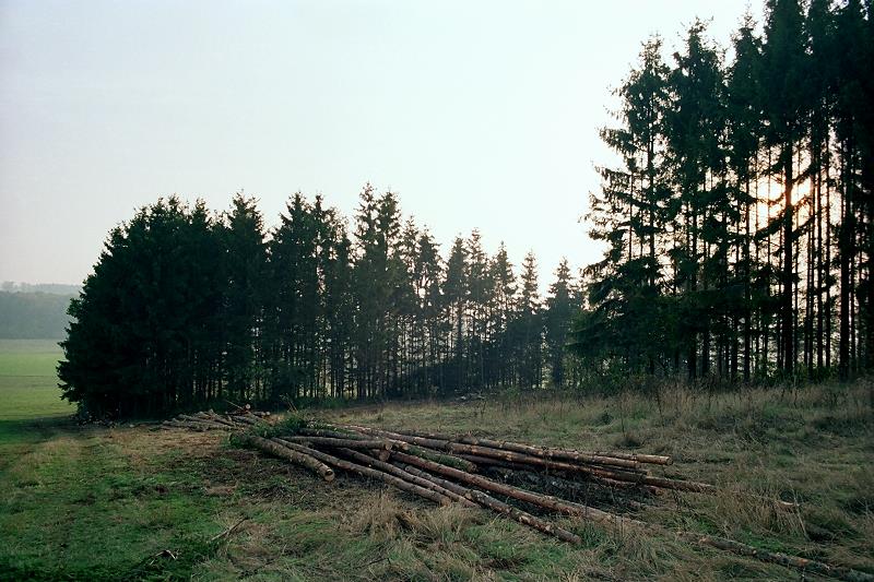 Klein-Eichen