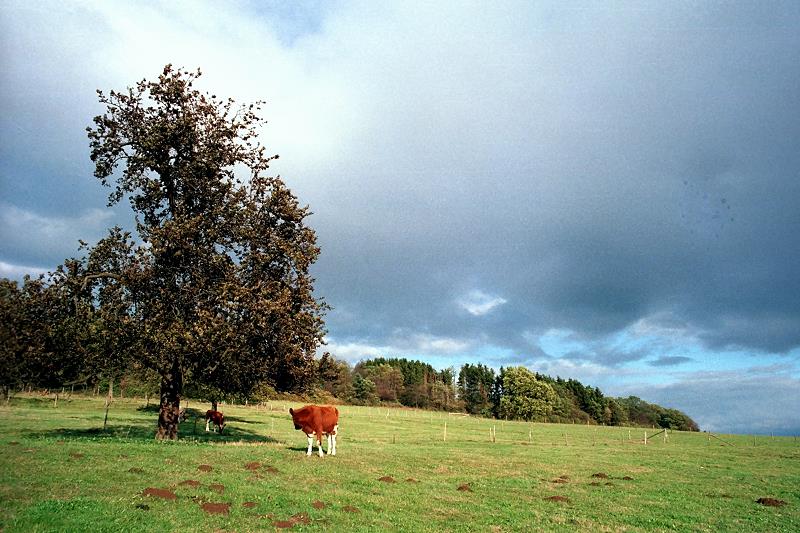 Klein-Eichen