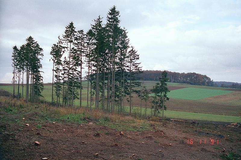 Klein-Eichen