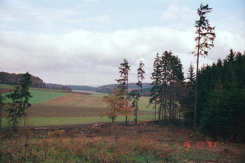Klein-Eichen
