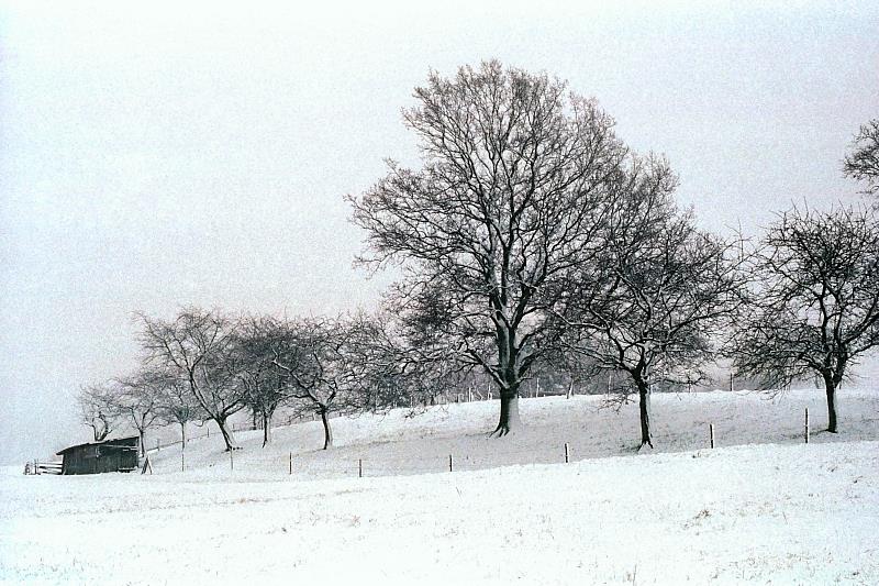 Klein-Eichen