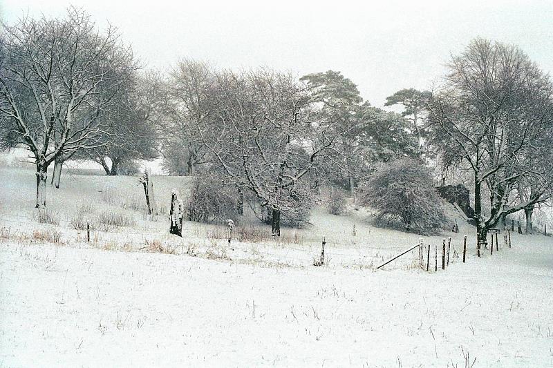 Klein-Eichen