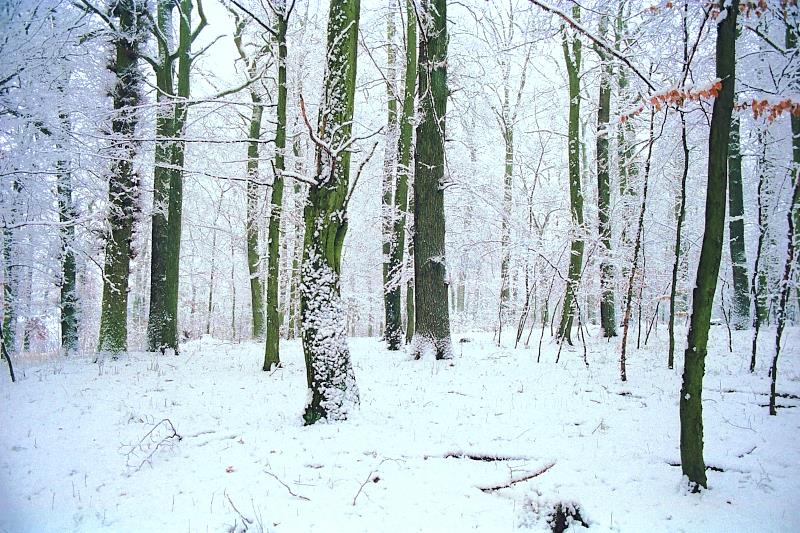 Klein-Eichen