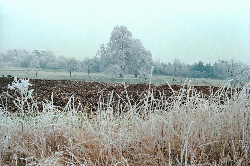 Klein-Eichen