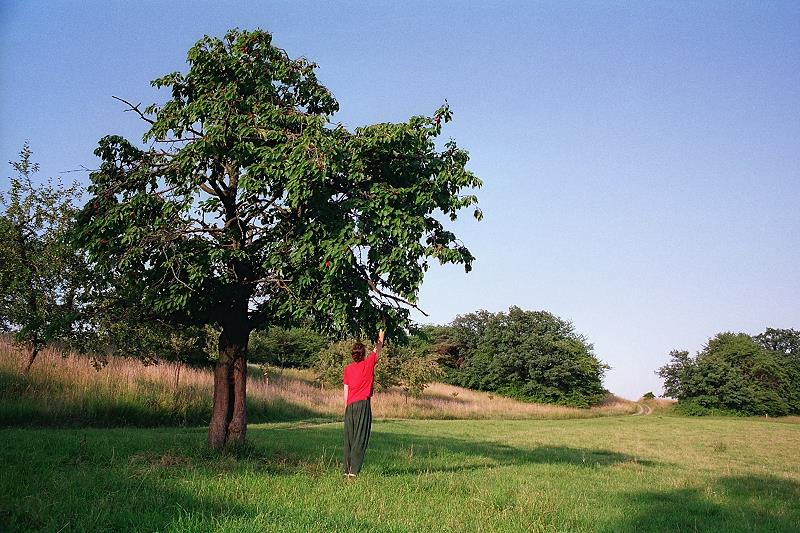 Klein-Eichen