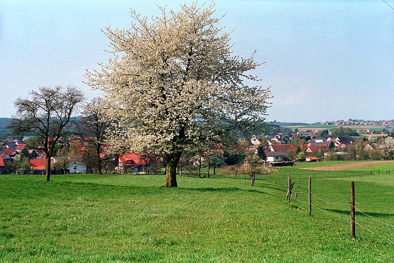 Klein-Eichen