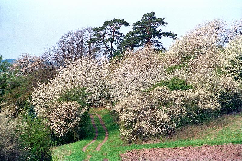 Klein-Eichen