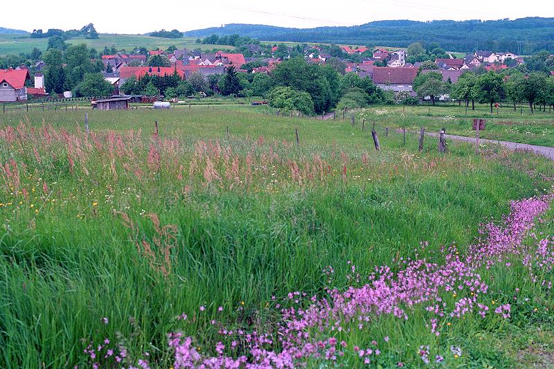Klein-Eichen