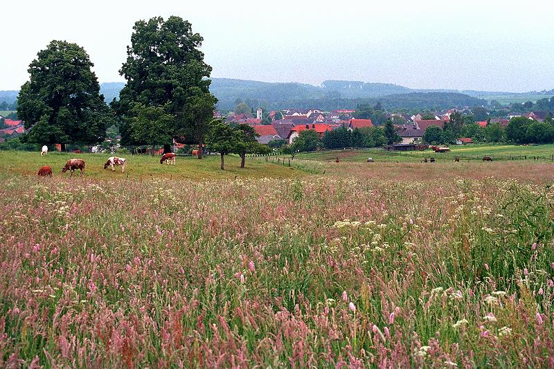 Klein-Eichen